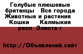 Голубые плюшевые британцы - Все города Животные и растения » Кошки   . Калмыкия респ.,Элиста г.